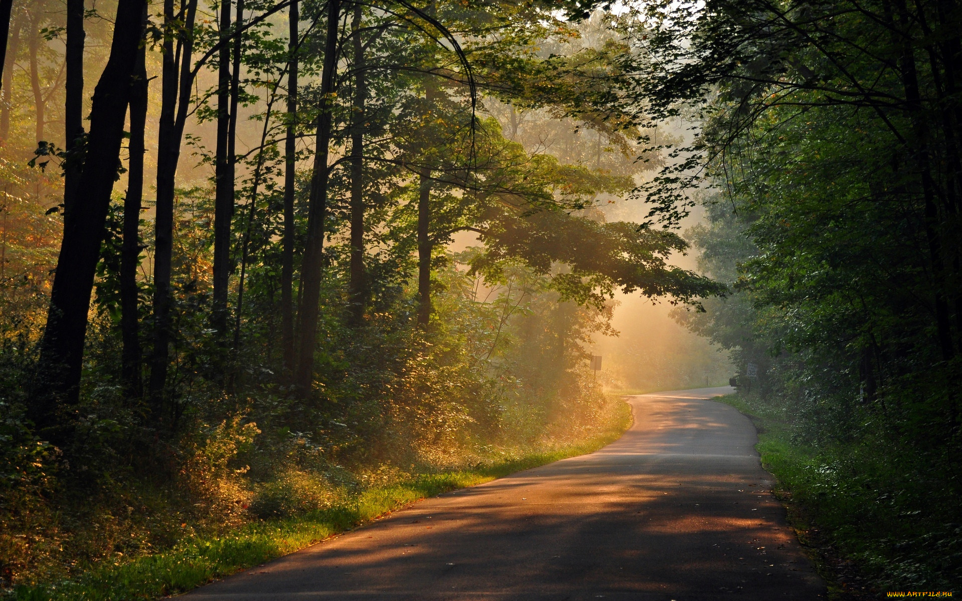 Дорога ведет в лес. Дорога в лесу. Лесная дорога. Тропинка в лесу. Пейзаж с дорогой.